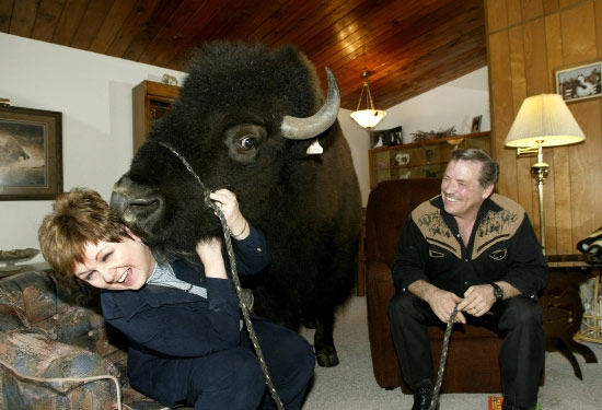 Bikin Iri Kucing Dan Anjing